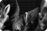 Fotografía flores blanco y negro 

 ref:0010