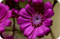 Fotografía flores color 

 ref:0015