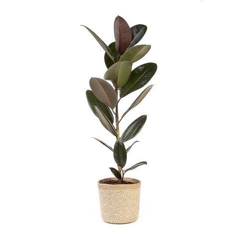 Planta de caucho Ficus elastica