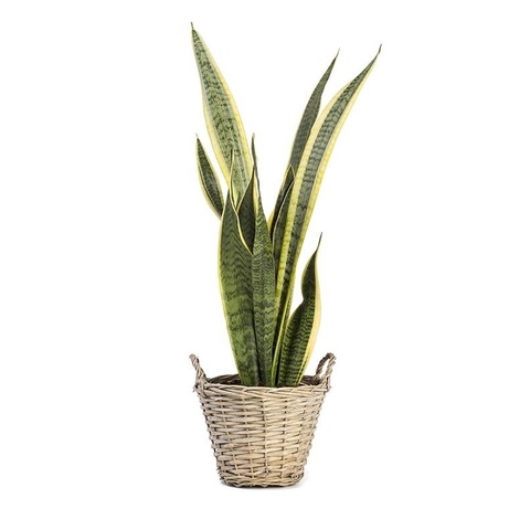 Planta de serpiente Sansevieria