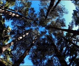 Fotografía decorativa sobre naturaleza